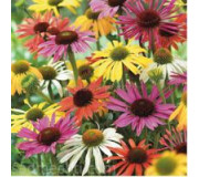 Ехінацея пурпурна - Echinacea purpurea