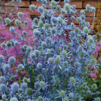 Синеголовник плоскол, Glitter: Blue, 10 шт, Benary