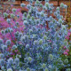 Синеголовник плоскол, Glitter: Blue, 500 шт, Benary