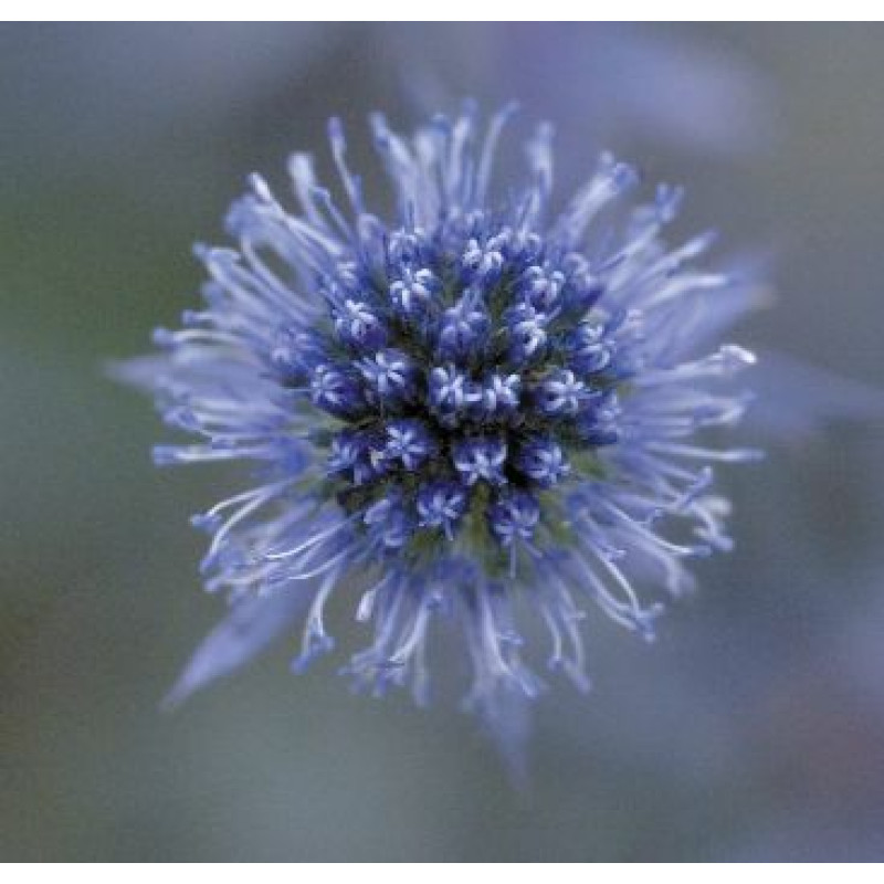 Синеголовник плоскол, Glitter: Blue, 10 шт, Benary