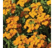 Жовтяшник (Еризимум) - Erysimum