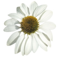 Ехінацея пурпур Primadonna®: White, 1000 шт, Benary