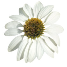 Ехінацея пурпур Primadonna®: White, 100 шт, Benary