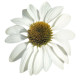 Ехінацея пурпур Primadonna®: White, 500 шт, Benary