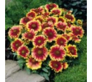 Гайлардія - Gaillardia