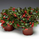 Гаультерия Winter Pearls™`Big Berry ‘Gaubi’