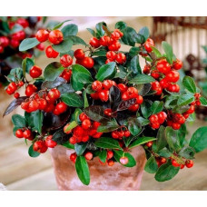 Гаультерія Merry Berry Big Red, 10 шт, Benary