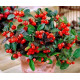 Гаультерія Merry Berry Big Red, 10 шт, Benary