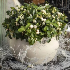 Гаультерия Winter Pearls™`Big Berry White