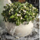Гаультерия Winter Pearls™`Big Berry White