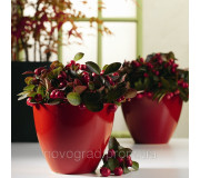 Гаультерія - Gaultheria procumbens