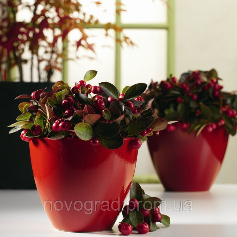 Гаультерія Winter Pearls™`Red Baron, 500 шт, Syngenta