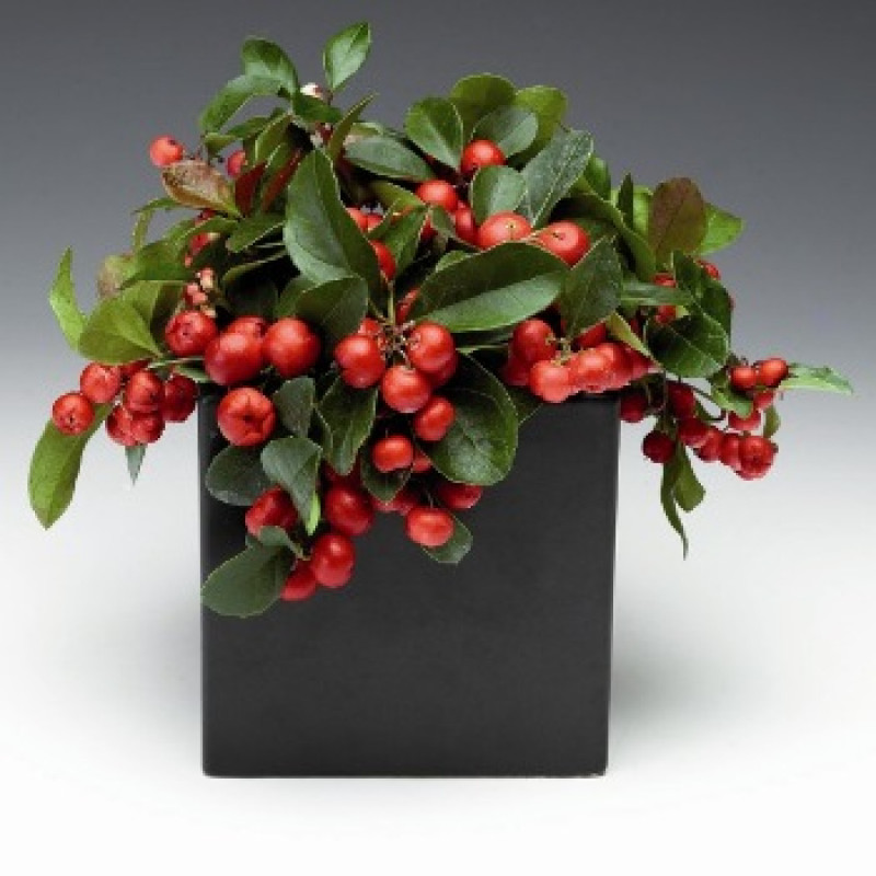 Гаультерия Winter Pearls™`Big Berry ‘Gaubi’