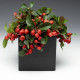 Гаультерия Winter Pearls™`Big Berry ‘Gaubi’