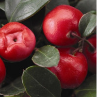 Гаультерия Winter Pearls™`Big Berry ‘Gaubi’