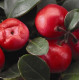 Гаультерия Winter Pearls™`Big Berry ‘Gaubi’