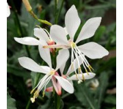 Гаура - Gaura lindheimeri