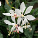 Гаура SPARKLE WHITE, 5 шт, Kieft Seed