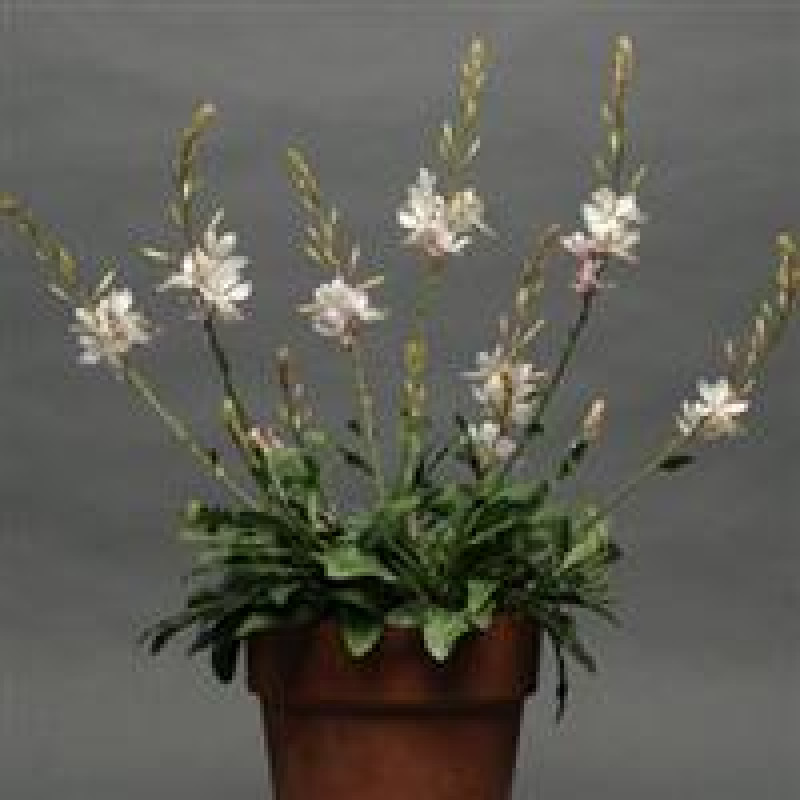Гаура SPARKLE WHITE, 5 шт, Kieft Seed