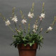 Гаура SPARKLE WHITE, 5 шт, Kieft Seed