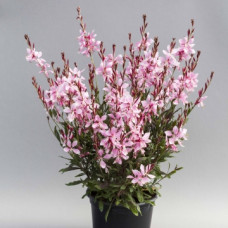 Гаура Emmeline Pink Bouquet, 1000 шт, Floranova