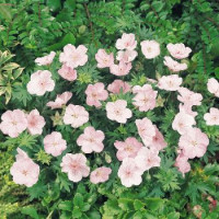  Герань Кривава Vision®: Pink, 5 шт, Benary