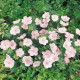 Герань Кривава Vision®: Pink, 25 шт, Benary