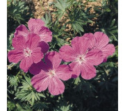 Герань кривава - Geranium sanguineum