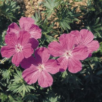  Герань Кривава Vision®: Violet, 5 шт, Benary