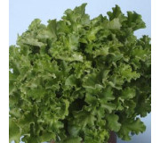 Гейхера  - Heuchera