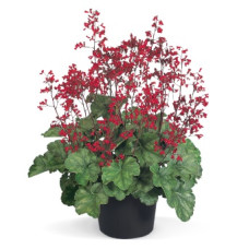 Гейхера кривава Ruby Bells 1000 шт, Benary