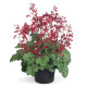 Гейхера кривава Ruby Bells 1000 шт, Benary