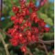 Гейхера криваво-червона Coral Forest, 100 шт, Syngenta