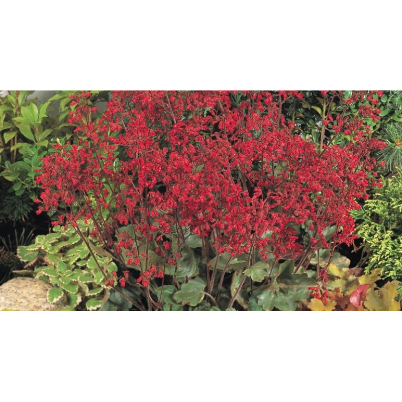 Гейхера кривава Ruby Bells 1000 шт, Benary