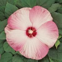  Гібіскус мускусний LUNA PINK SWIRL, 25 шт, Kieft Seed