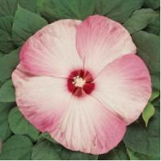  Гібіскус мускусний LUNA PINK SWIRL, 5 шт, Kieft Seed