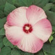 Гібіскус мускусний LUNA PINK SWIRL, 100 шт, Kieft Seed