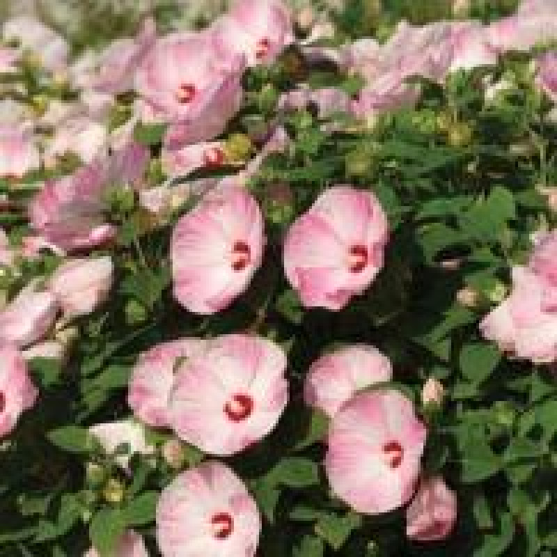 Гібіскус мускусний LUNA PINK SWIRL, 25 шт, Kieft Seed