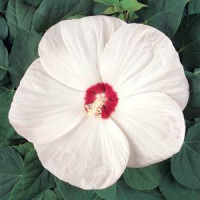  Гібіскус мускусний LUNA WHITE, 25 шт, Kieft Seed