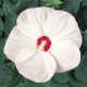 Гібіскус мускусний LUNA WHITE, 25 шт, Kieft Seed