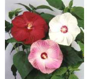 Гібіскус мускусний - Hibiscus moscheutos