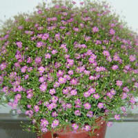 Гіпсофіла повзуча Gypsy Pink, 10 шт, Sakata