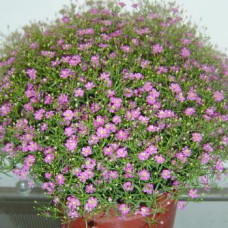 Гіпсофіла повзуча Gypsy Pink, 1000 шт, Sakata
