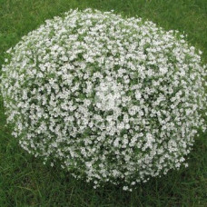 Гіпсофіла повзуча Gypsy Compact: White, 1000 шт, Sakata