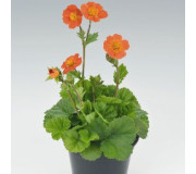 Гравілат - Geum coccineum