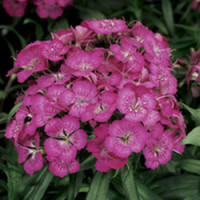 Гвоздика бородатая Barbarini F1 Rose