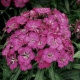 Гвоздика бородатая Barbarini F1 Rose