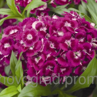 Гвоздика бородата Barbarini F1 Purple, 25 шт, Syngenta