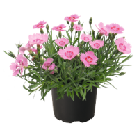 Гвоздика гренобл, RoseQuartz, 10 шт, Benary