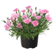 Гвоздика гренобл, RoseQuartz, 250 шт, Benary